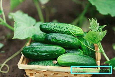 30-15 migliori varietà di cetriolo per