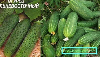 30-15 migliori varietà di cetriolo per