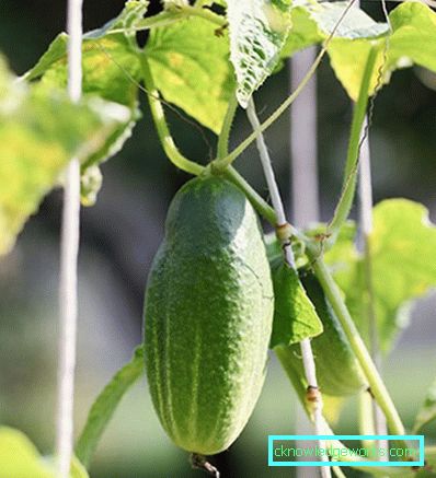 30-15 migliori varietà di cetriolo per