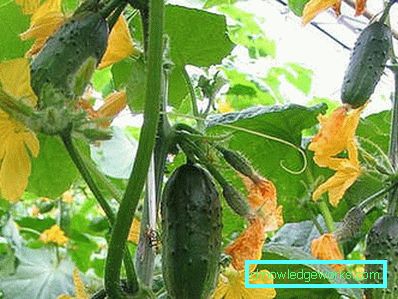 30-15 migliori varietà di cetriolo per