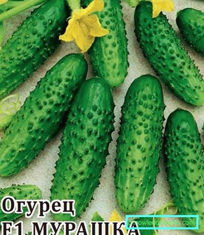 30-15 migliori varietà di cetriolo per