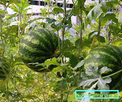 244-Angurie e meloni nella serra