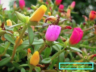 226 fiori di Portulaca