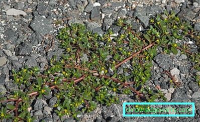 226 fiori di Portulaca