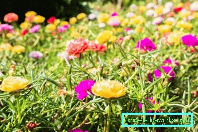 226 fiori di Portulaca