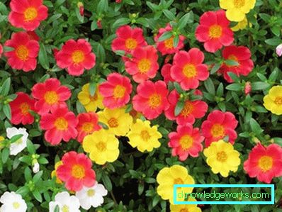 226 fiori di Portulaca