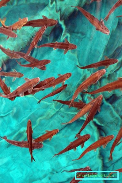 Come posare le piastrelle in bagno