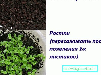 31-Hydrangea che pianta e cura alla dacia