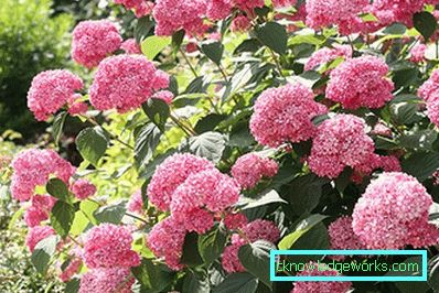 31-Hydrangea che pianta e cura alla dacia