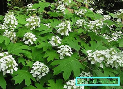 31-Hydrangea che pianta e cura alla dacia