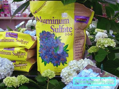 31-Hydrangea che pianta e cura alla dacia