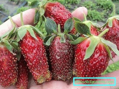 325-Come le fragole aiuteranno l'aglio