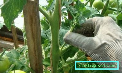 109-Come pizzicare i pomodori