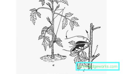 109-Come pizzicare i pomodori
