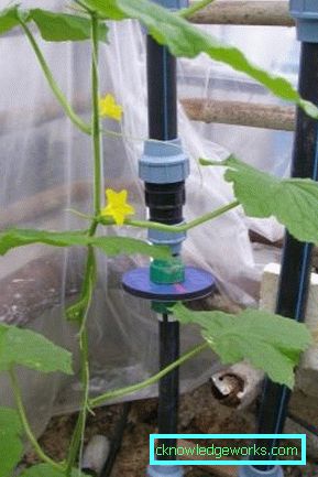 Irrigazione a goccia in serra: il dispositivo e i vantaggi del sistema Irrigazione a goccia in serra: il dispositivo e i vantaggi del sistema