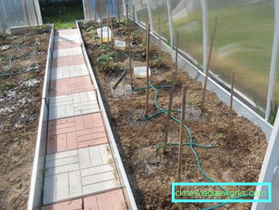 Irrigazione a goccia in serra: il dispositivo e i vantaggi del sistema Irrigazione a goccia in serra: il dispositivo e i vantaggi del sistema