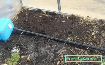 Irrigazione a goccia in serra: il dispositivo e i vantaggi del sistema Irrigazione a goccia in serra: il dispositivo e i vantaggi del sistema