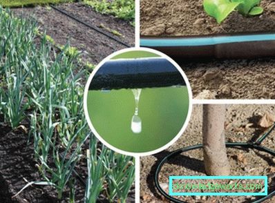Irrigazione a goccia in serra: il dispositivo e i vantaggi del sistema Irrigazione a goccia in serra: il dispositivo e i vantaggi del sistema