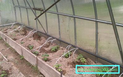 Irrigazione a goccia in serra: il dispositivo e i vantaggi del sistema Irrigazione a goccia in serra: il dispositivo e i vantaggi del sistema