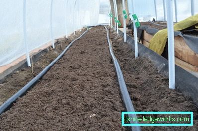 Irrigazione a goccia in serra: il dispositivo e i vantaggi del sistema Irrigazione a goccia in serra: il dispositivo e i vantaggi del sistema