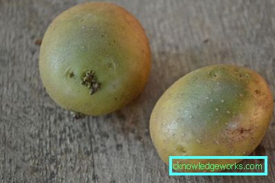 147 patate in serra