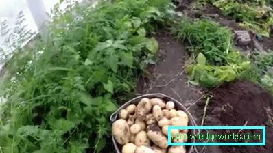 147 patate in serra