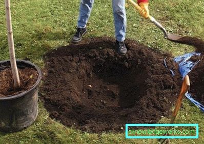 Benefici commestibili di castagno 166 e