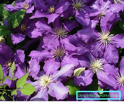 289-Clematis nello sbarco in Siberia