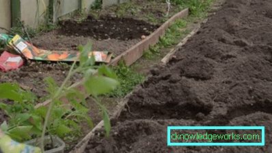 215-Quando piantare pomodori