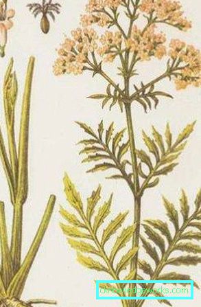 248-Quando scavare radice di valeriana