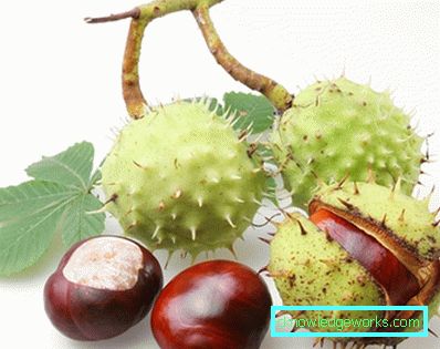 Proprietà curative di 118-ippocastano