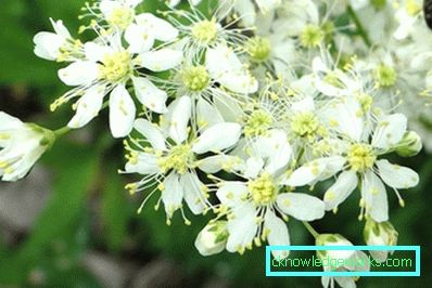 Verme 311-Meadowsweet ordinario