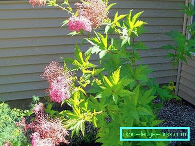 Verme 311-Meadowsweet ordinario