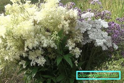 Verme 311-Meadowsweet ordinario
