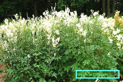 Verme 311-Meadowsweet ordinario