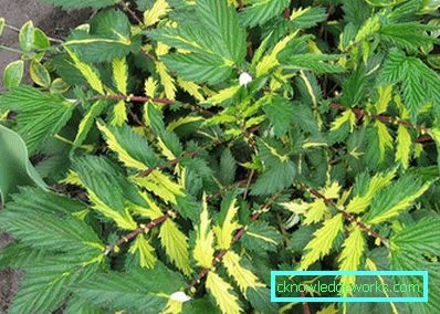Verme 311-Meadowsweet ordinario