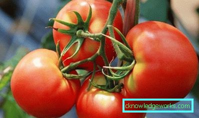 210-Le migliori varietà di pomodori per la Siberia