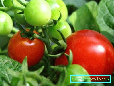 210-Le migliori varietà di pomodori per la Siberia