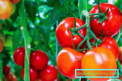 210-Le migliori varietà di pomodori per la Siberia