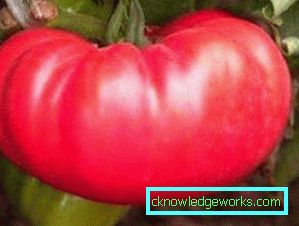 210-Le migliori varietà di pomodori per la Siberia