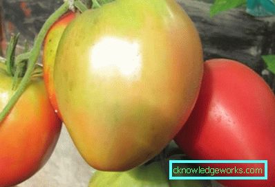 210-Le migliori varietà di pomodori per la Siberia