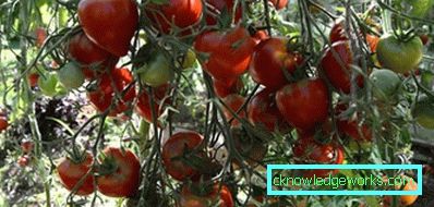210-Le migliori varietà di pomodori per la Siberia