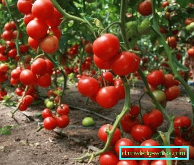 210-Le migliori varietà di pomodori per la Siberia