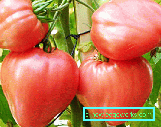 210-Le migliori varietà di pomodori per la Siberia