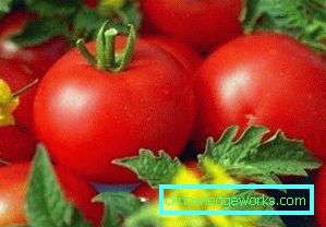 210-Le migliori varietà di pomodori per la Siberia