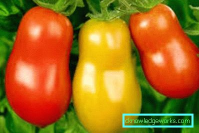 210-Le migliori varietà di pomodori per la Siberia