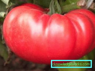 210-Le migliori varietà di pomodori per la Siberia
