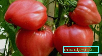 210-Le migliori varietà di pomodori per la Siberia