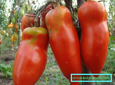 210-Le migliori varietà di pomodori per la Siberia