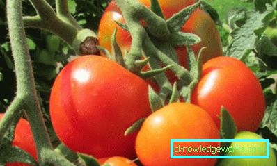 210-Le migliori varietà di pomodori per la Siberia